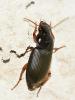 Pseudoophonus rufipes